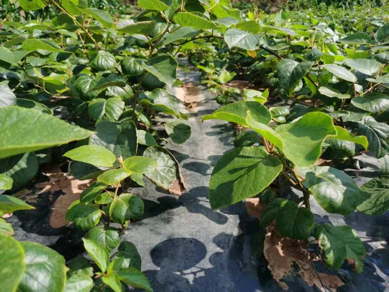 嫁接东红心猕猴桃苗提供技术指导基地直发常年经营品种多规格齐全