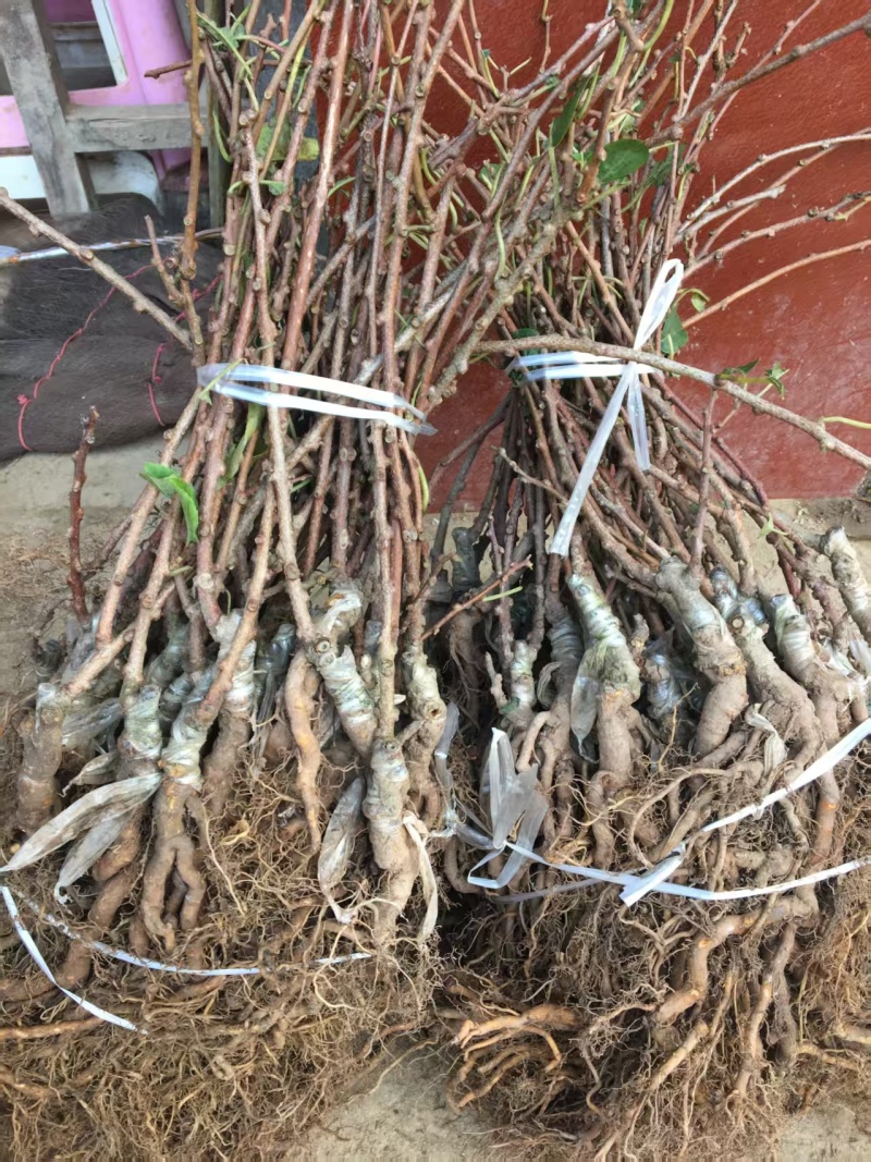 嫁接东红心猕猴桃苗提供技术指导基地直发常年经营品种多规格齐全
