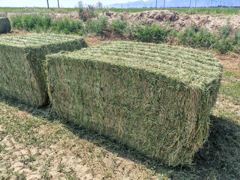 头茬苜蓿草