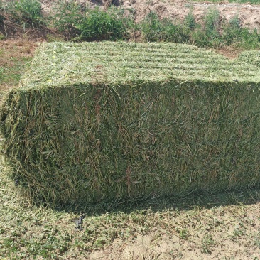 头茬苜蓿草
