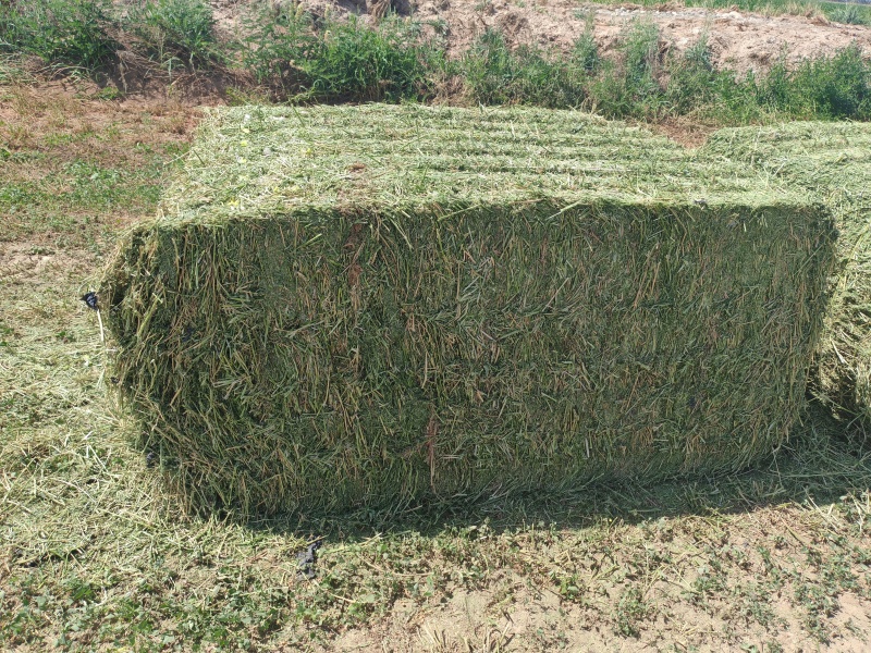 头茬苜蓿草