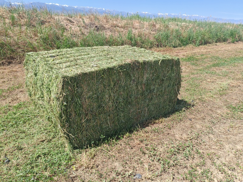 头茬苜蓿草