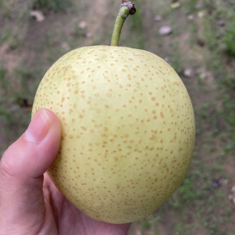 自家皇冠