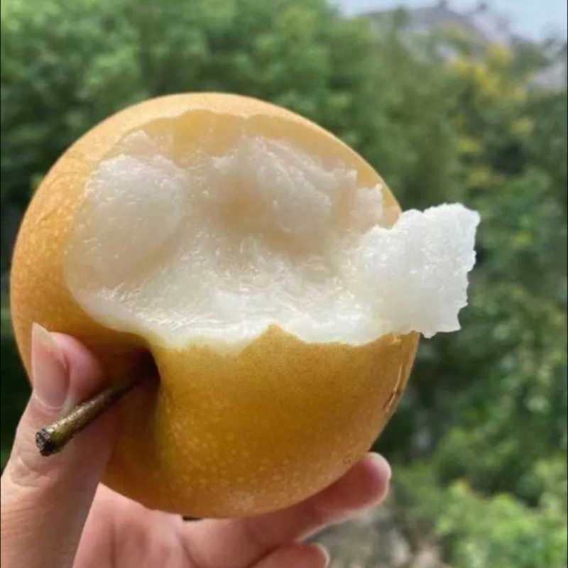 秋月梨安徽砀山梨品类齐全甜化渣产地直销保质保量全国代办