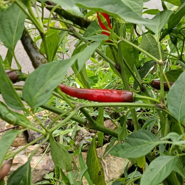 小米椒需要可以电话联系