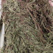 软肝草（中草药）品质保证，量大从优，欢迎老板来电洽谈
