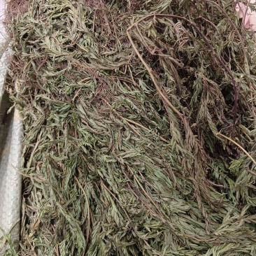 软肝草（中草药）品质保证，量大从优，欢迎老板来电洽谈