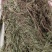 软肝草（中草药）品质保证，量大从优，欢迎老板来电洽谈