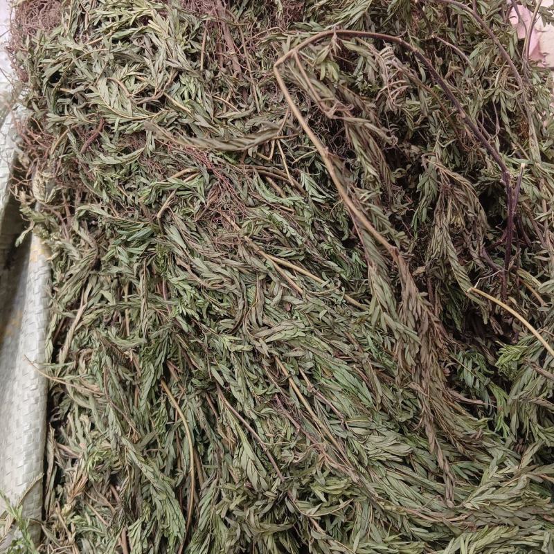 软肝草（中草药）品质保证，量大从优，欢迎老板来电洽谈