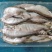 生鲜蓝刀鱼