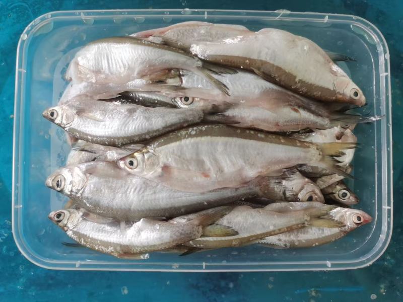 生鲜蓝刀鱼