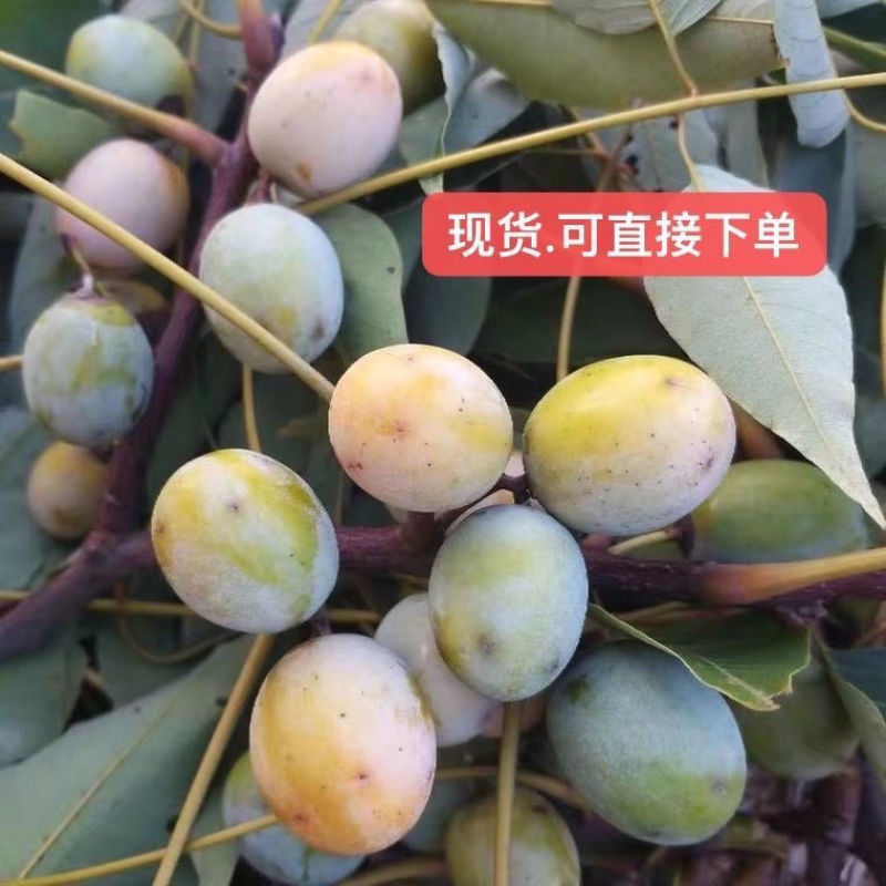 南酸枣、四眼果、五眼果、鼻涕果（青果、黄果）