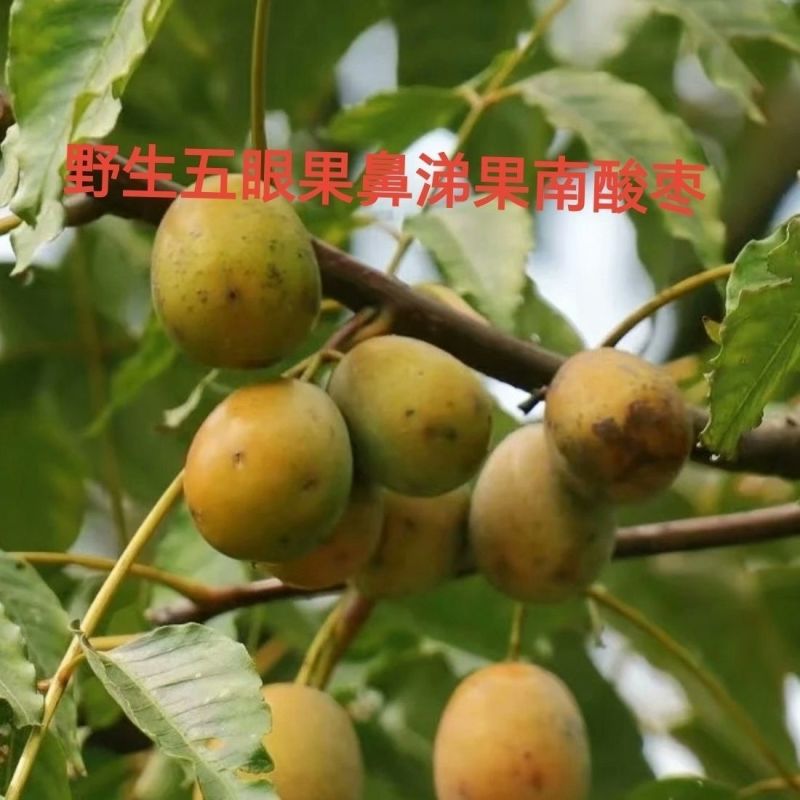南酸枣、四眼果、五眼果、鼻涕果（青果、黄果）