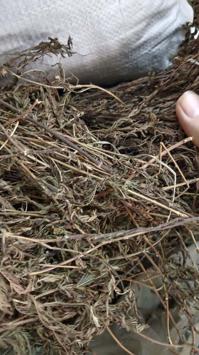 软肝草（中草药）品质保证，量大从优，欢迎老板来电洽谈