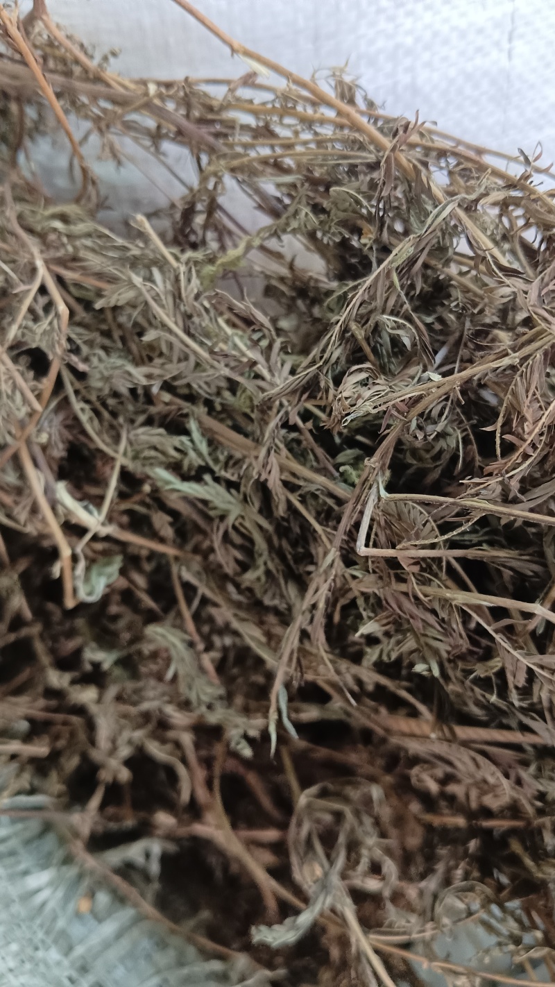 软肝草（中草药）品质保证，量大从优，欢迎老板来电洽谈