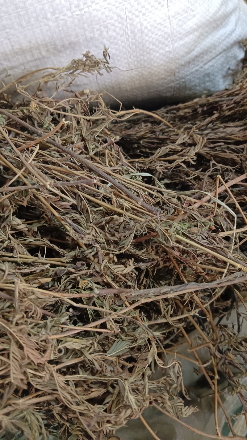 软肝草（中草药）品质保证，量大从优，欢迎老板来电洽谈