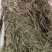 软肝草（中草药）品质保证，量大从优，欢迎老板来电洽谈
