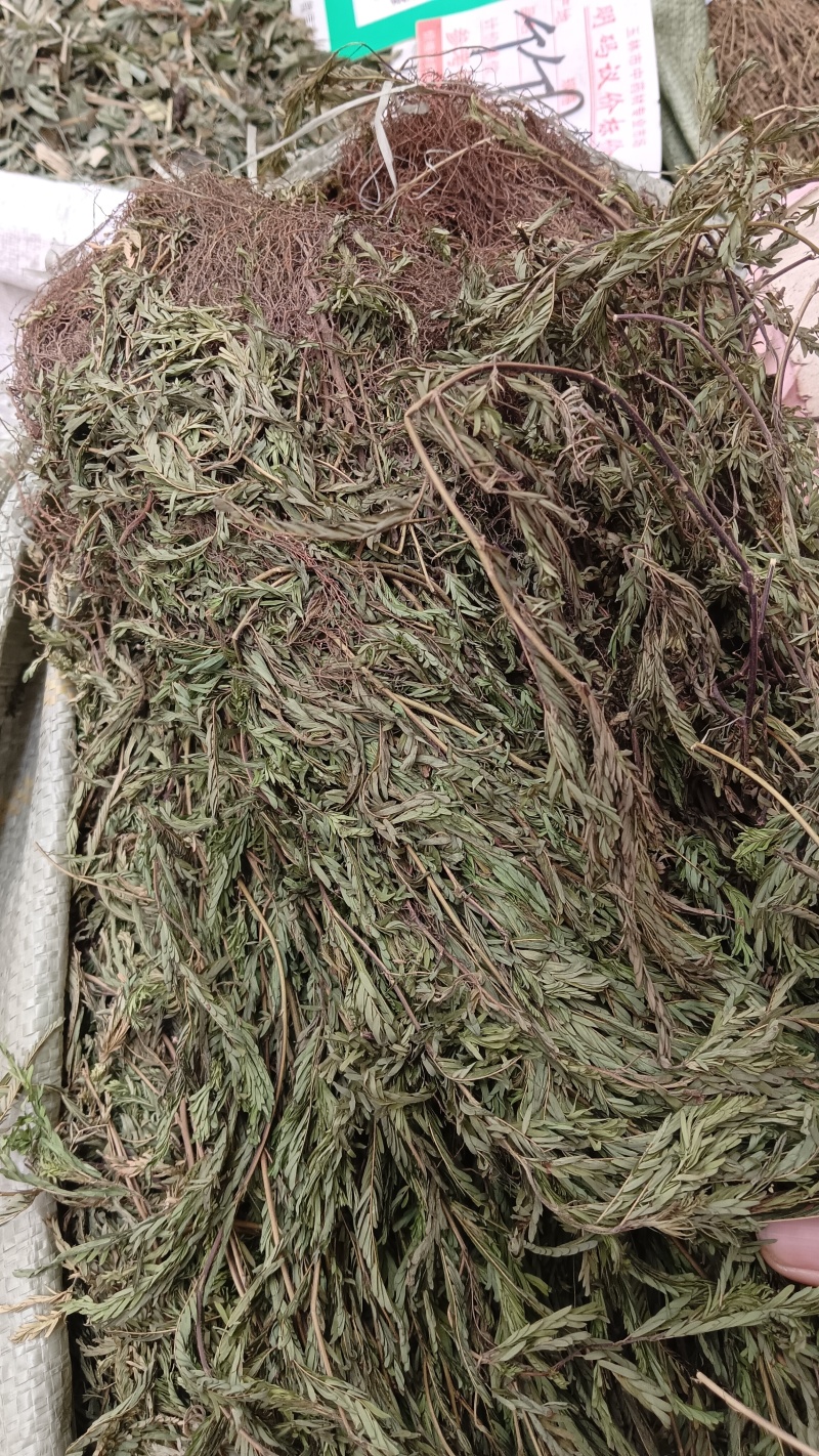 软肝草（中草药）品质保证，量大从优，欢迎老板来电洽谈