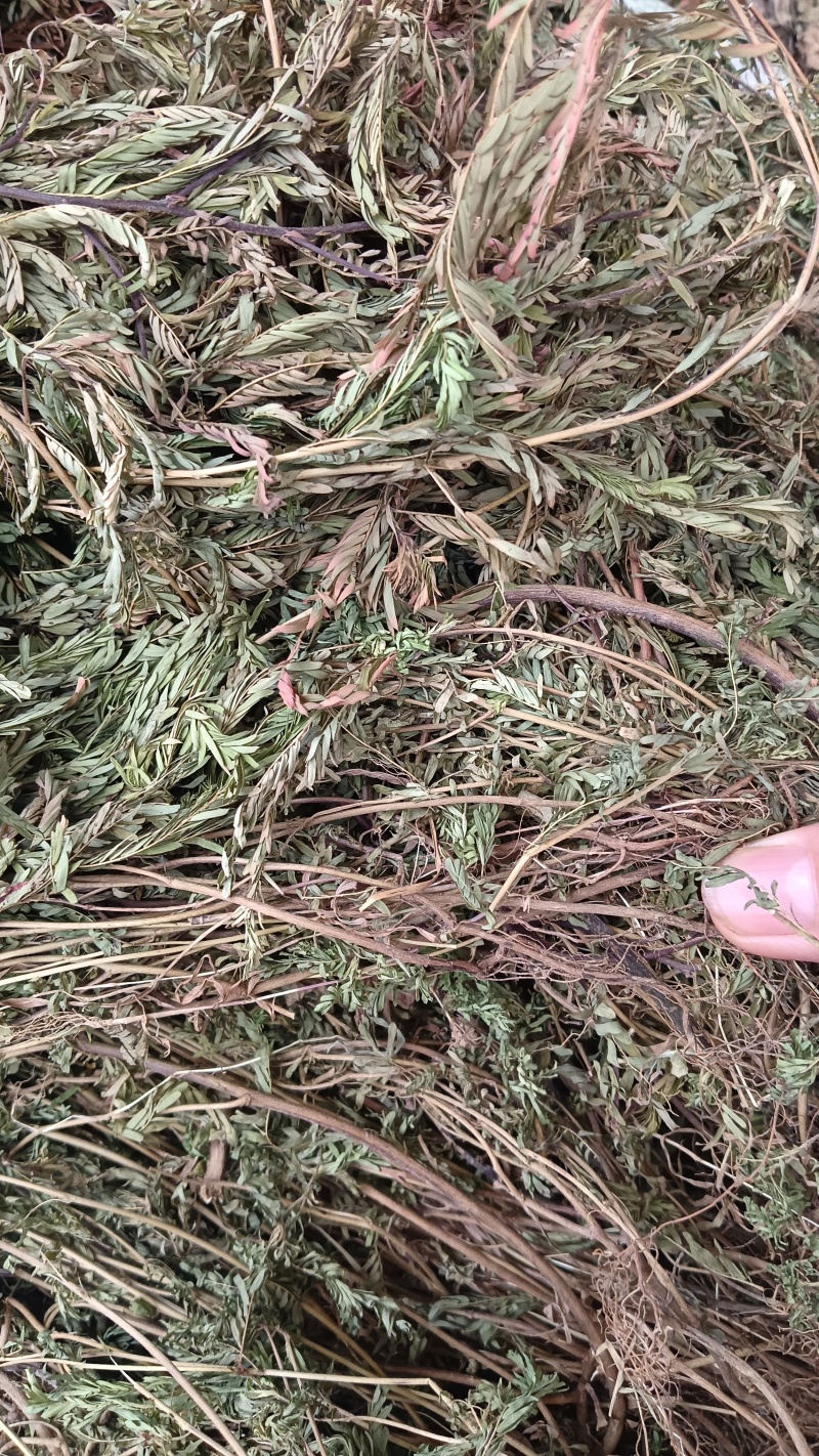 软肝草（中草药）品质保证，量大从优，欢迎老板来电洽谈