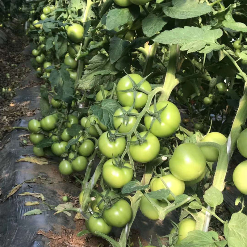 丰润百柿番茄种子无限生长型粉红大果西红柿种籽早熟抗病硬果