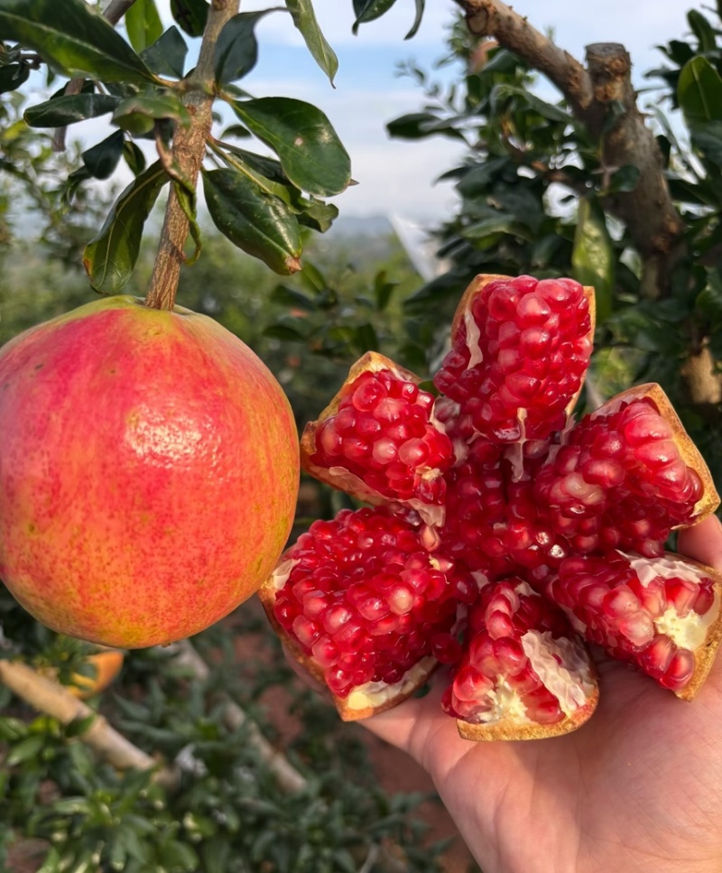 会理软籽石榴一级果二级果小彩果，饮料果大量供应