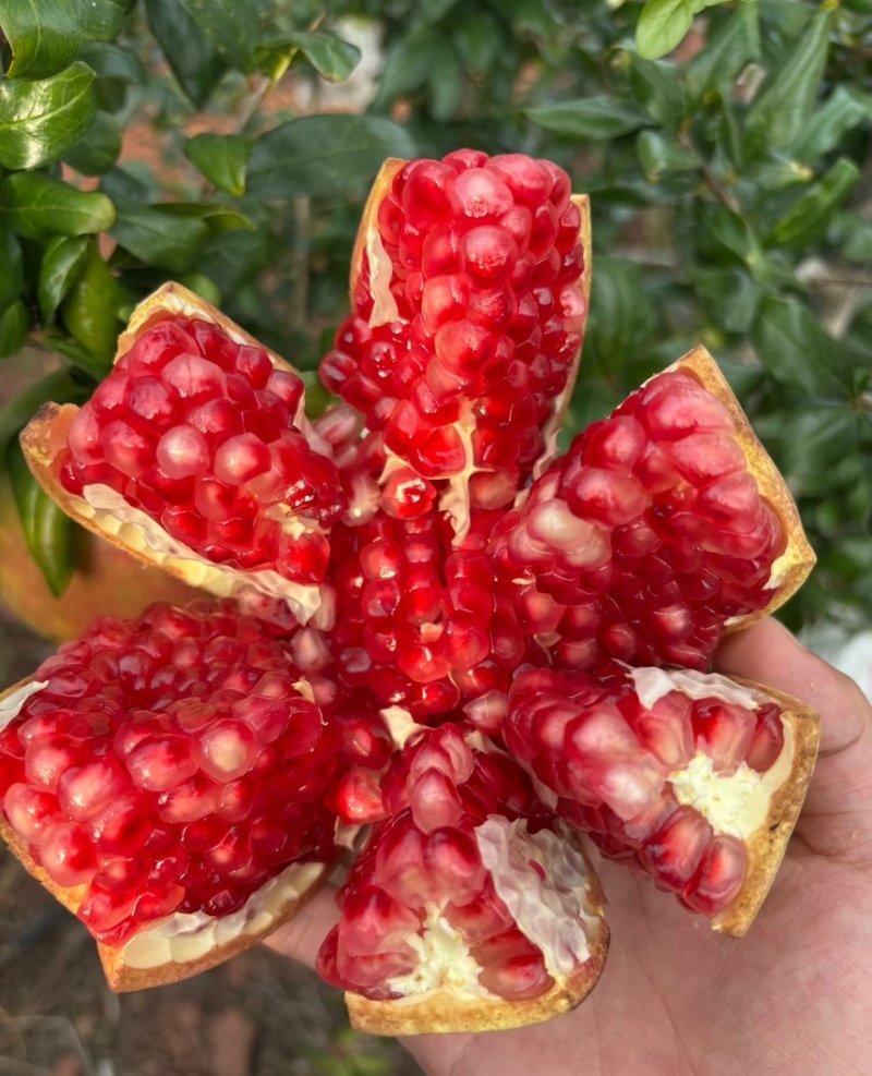 会理软籽石榴一级果二级果小彩果，饮料果大量供应