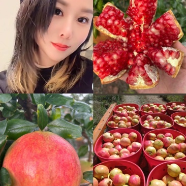 会理软籽石榴一级果二级果小彩果，饮料果大量供应