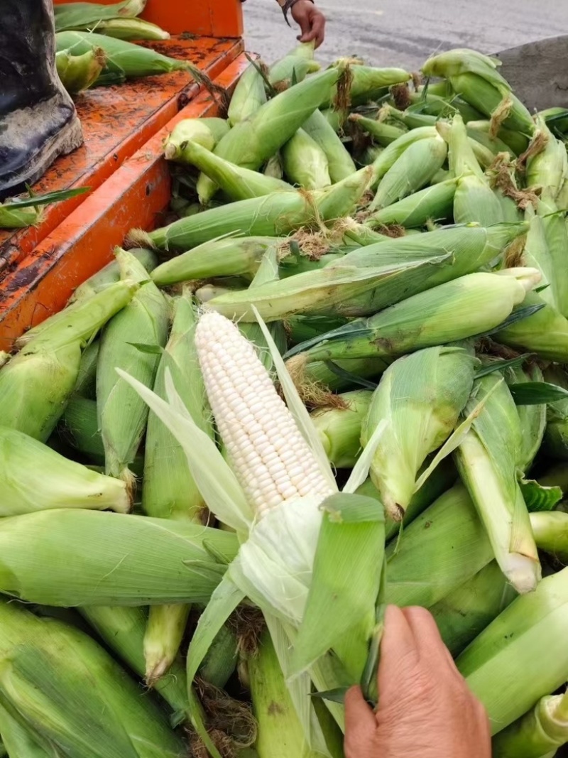 万糯188有量