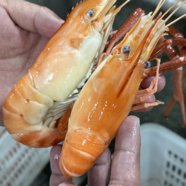 液氮速冻蒸煮大虾原产地直发罗氏虾大头虾6-8规格
