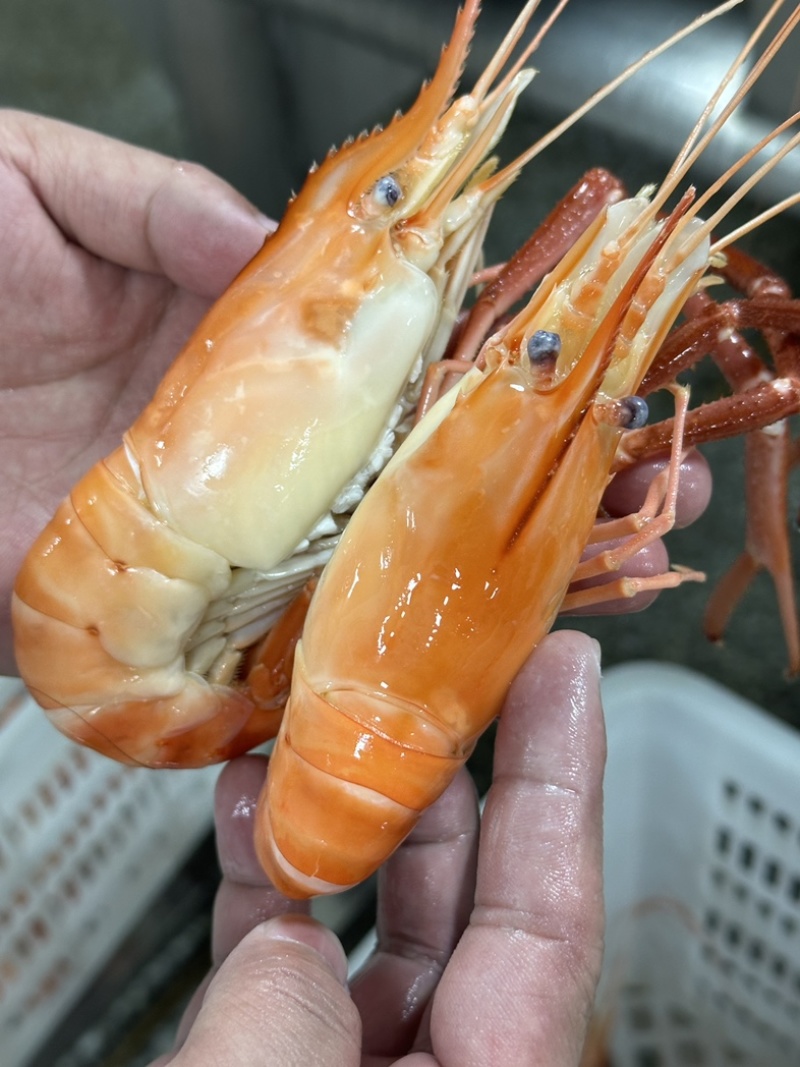 液氮速冻蒸煮大虾原产地直发罗氏虾大头虾6-8规格