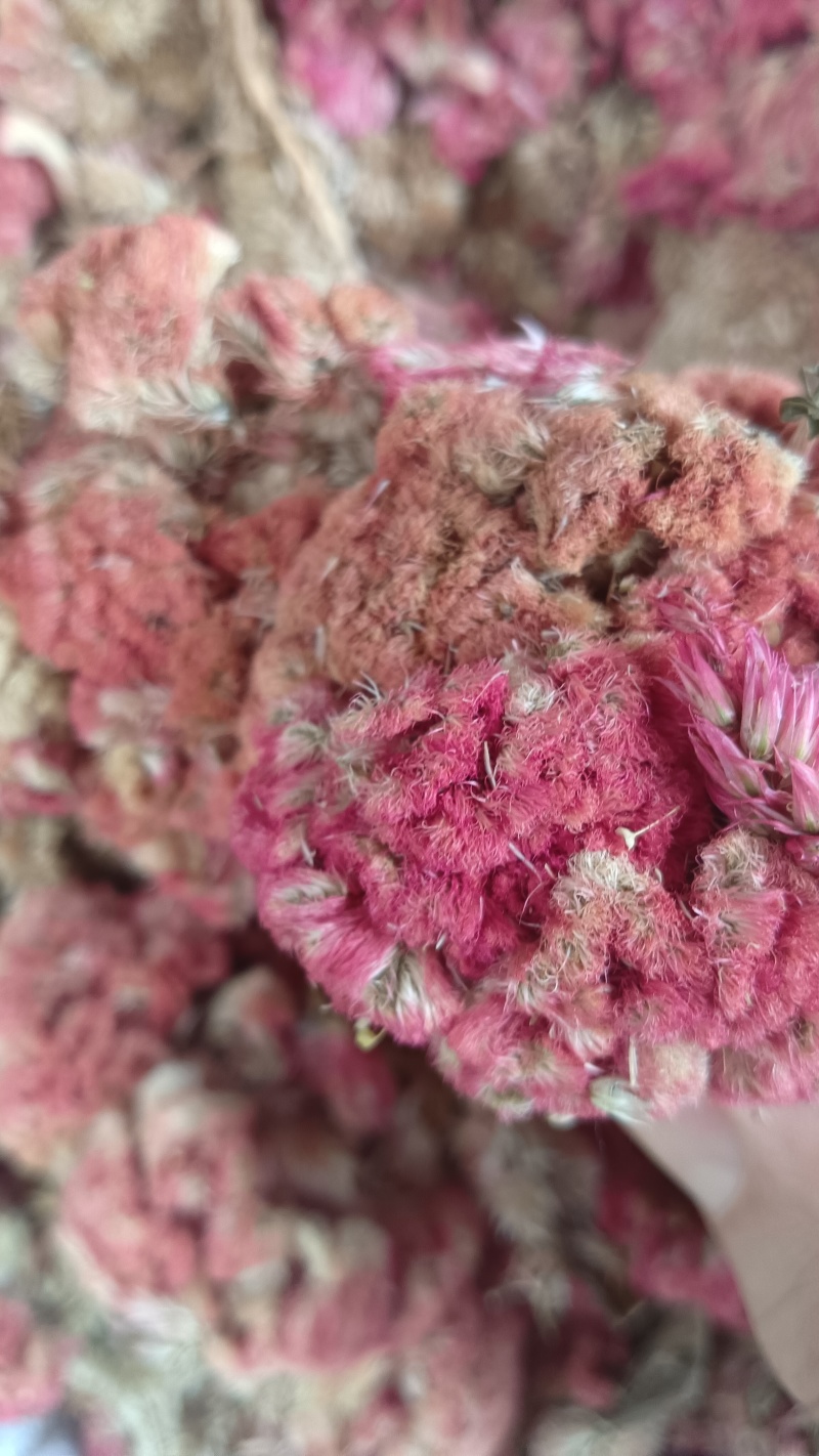 鸡冠花（中草药），品质保证，量多价优，欢迎老板来电咨询
