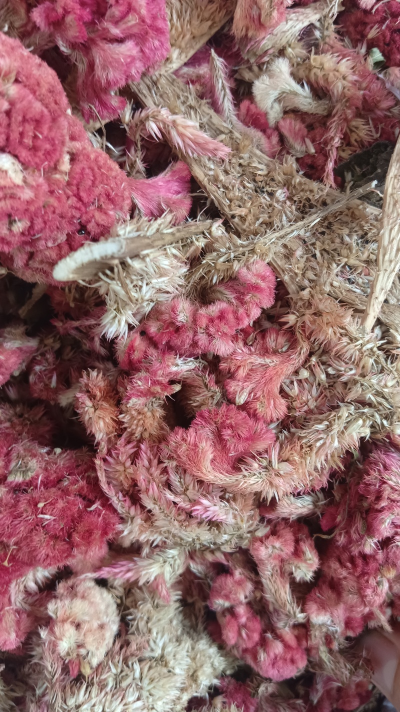 鸡冠花（中草药），品质保证，量多价优，欢迎老板来电咨询