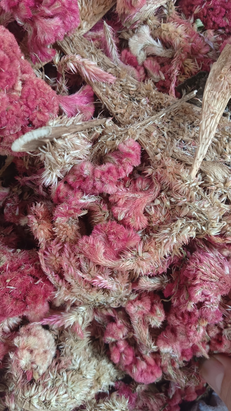鸡冠花（中草药），品质保证，量多价优，欢迎老板来电咨询