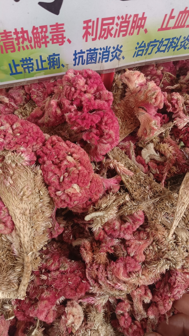 鸡冠花（中草药），品质保证，量多价优，欢迎老板来电咨询