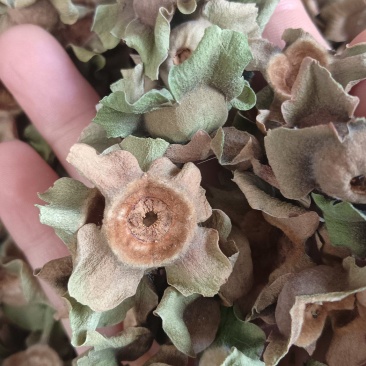 柿蒂（中药），质量保证，量大价优，欢迎老板来电洽谈