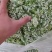 韭菜花