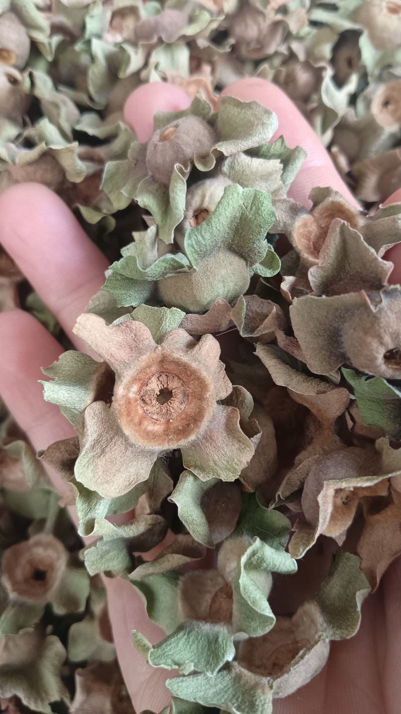 柿蒂（中药），质量保证，量大价优，欢迎老板来电洽谈