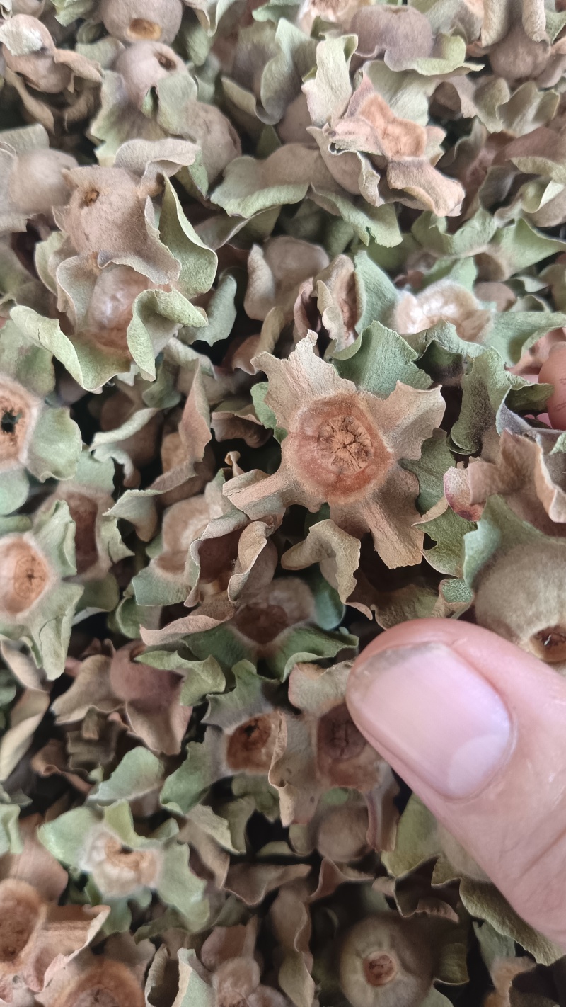柿蒂（中药），质量保证，量大价优，欢迎老板来电洽谈