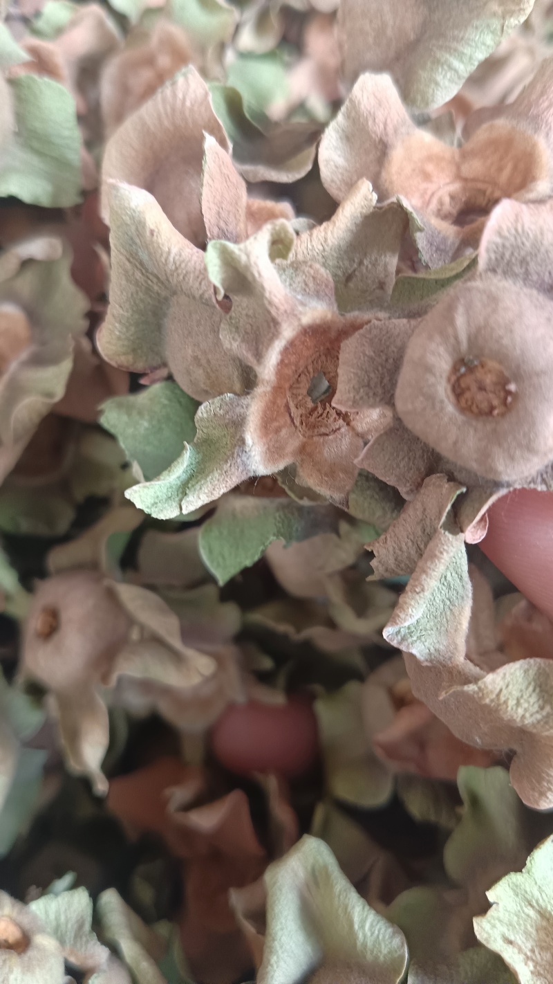 柿蒂（中药），质量保证，量大价优，欢迎老板来电洽谈