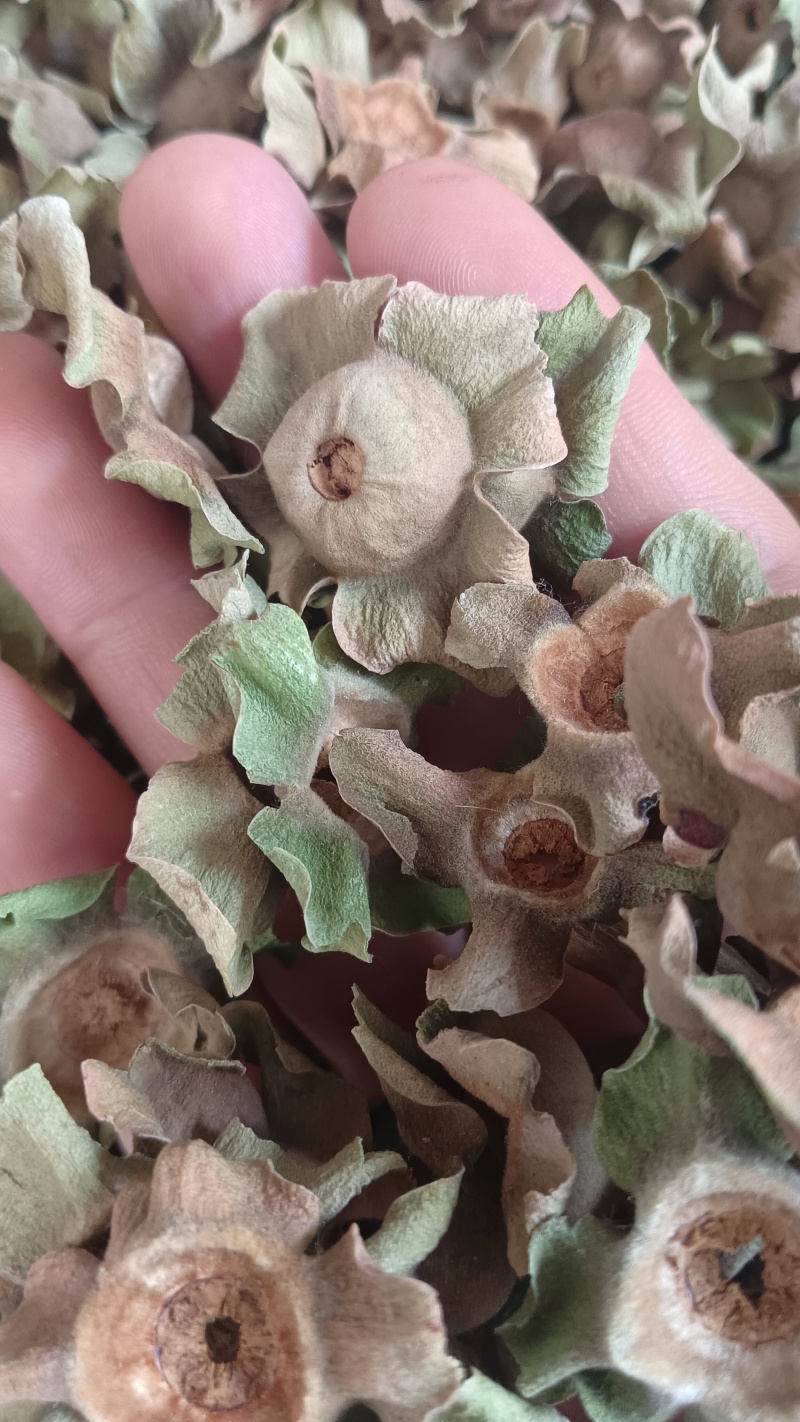 柿蒂（中药），质量保证，量大价优，欢迎老板来电洽谈