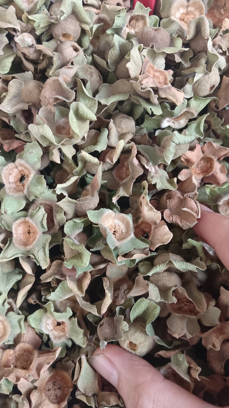 柿蒂（中药），质量保证，量大价优，欢迎老板来电洽谈