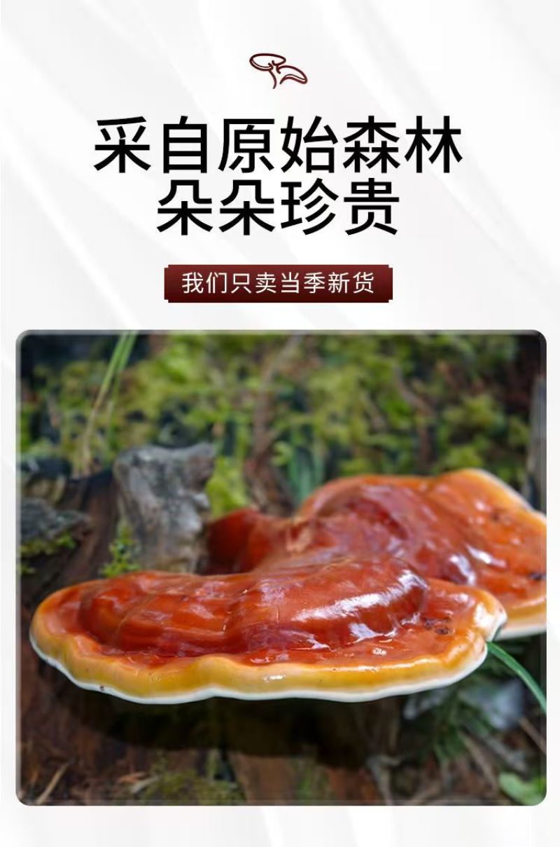 正宗金边灵芝产地批发价优电商供货泡茶泡酒煲汤菌香浓郁