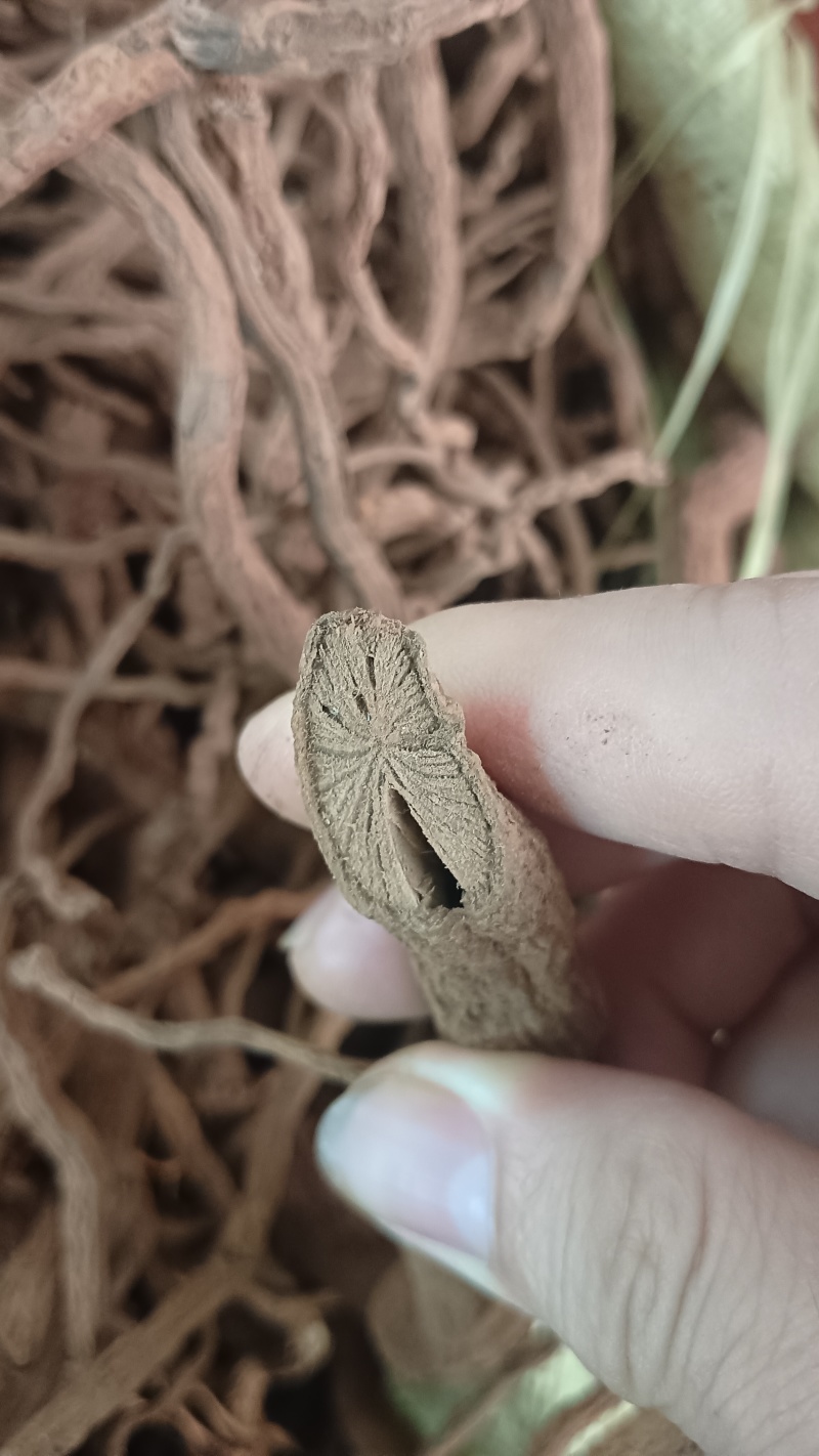 胡椒根（中药材），品质保证，量大价优，欢迎老板来电洽谈