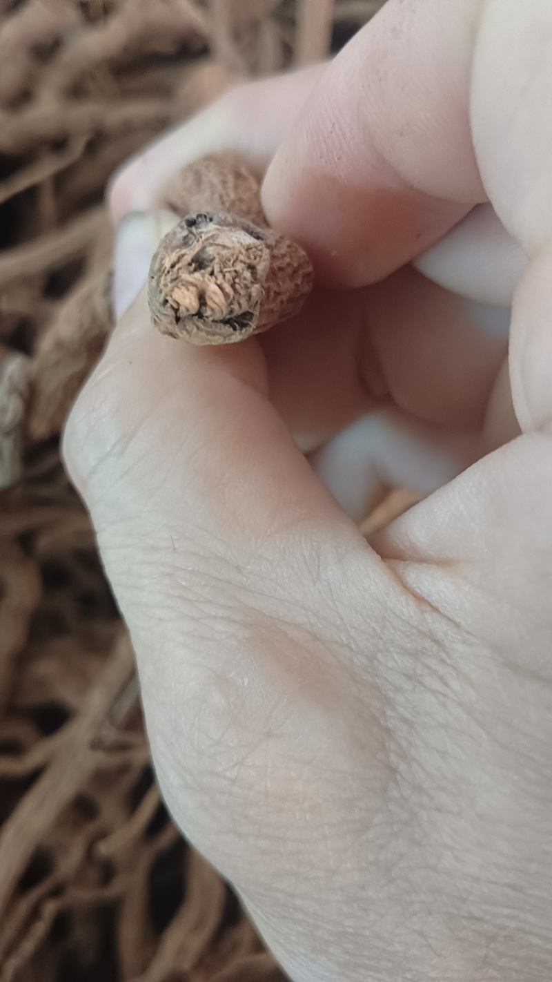 胡椒根（中药材），品质保证，量大价优，欢迎老板来电洽谈
