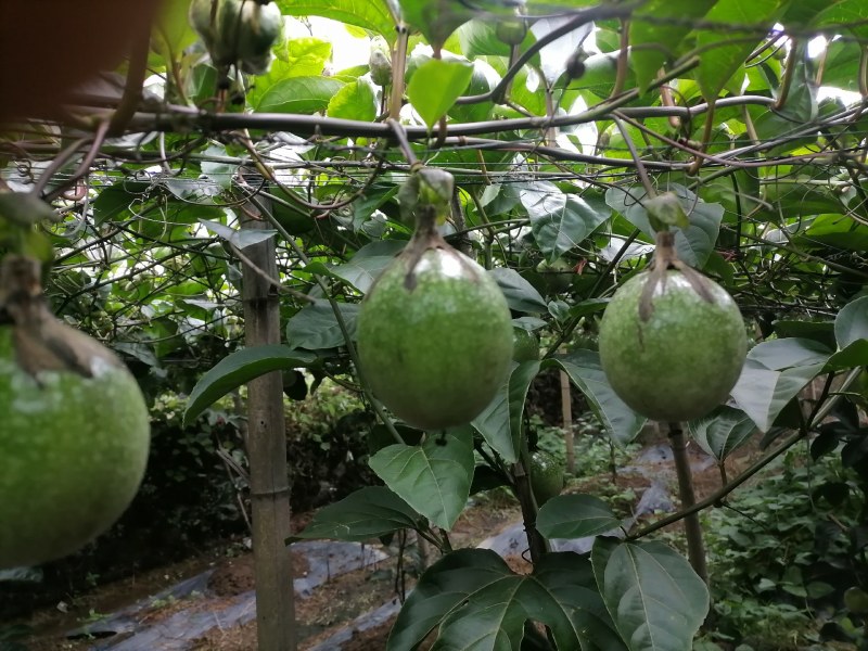 高寒山区，大量百香果上市，欢迎老板过来收购！