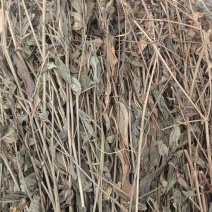 鸡心黄（中草药），质量保证，量大价优，欢迎老板来电洽谈