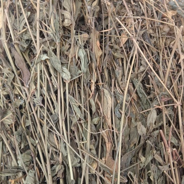 鸡心黄（中草药），质量保证，量大价优，欢迎老板来电洽谈