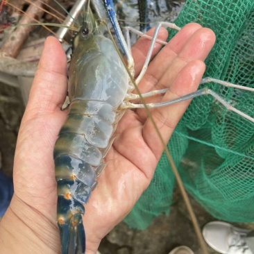 越南**罗氏虾如果有需求就直接电话留言无用