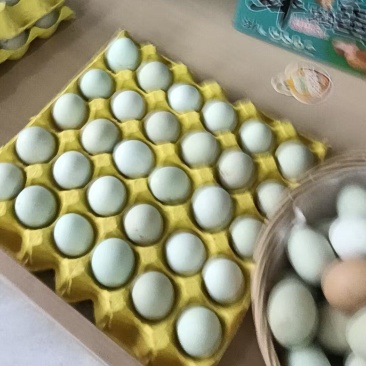 绿壳土鸡蛋一手货源现货现发品质保障欢迎咨询合作