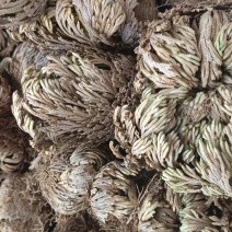 卷柏（中药），质量保证，量大价优，欢迎老板来电咨询